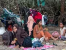 50,000 Rohingya to Seek Border Safety